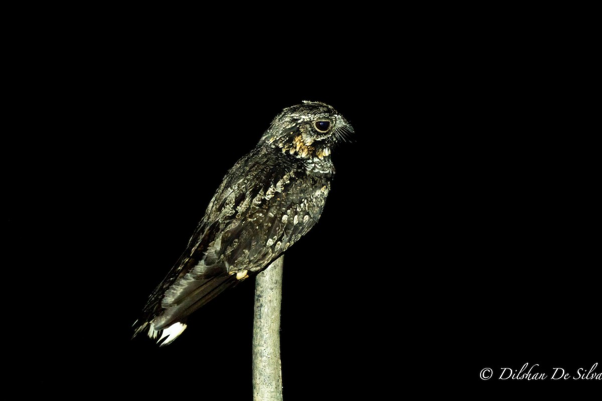 Jungle Nightjar - ML612221655