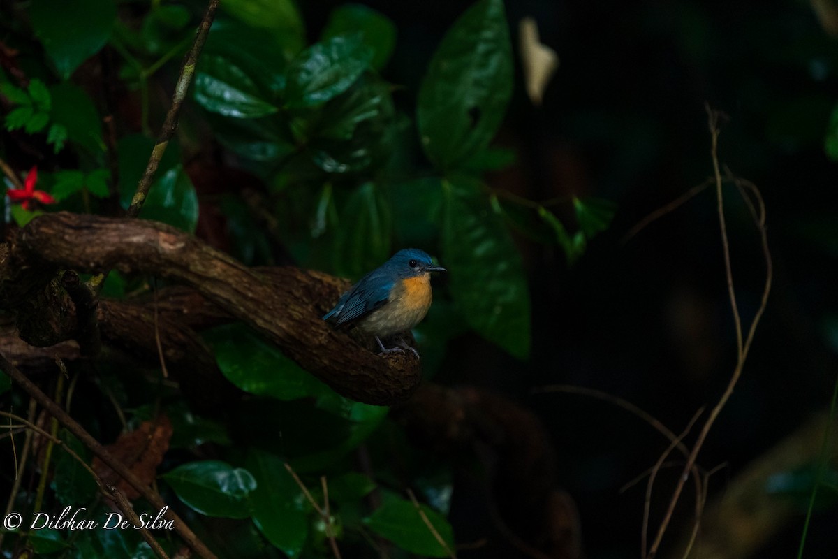 Tickell's Blue Flycatcher - Dilshan De Silva