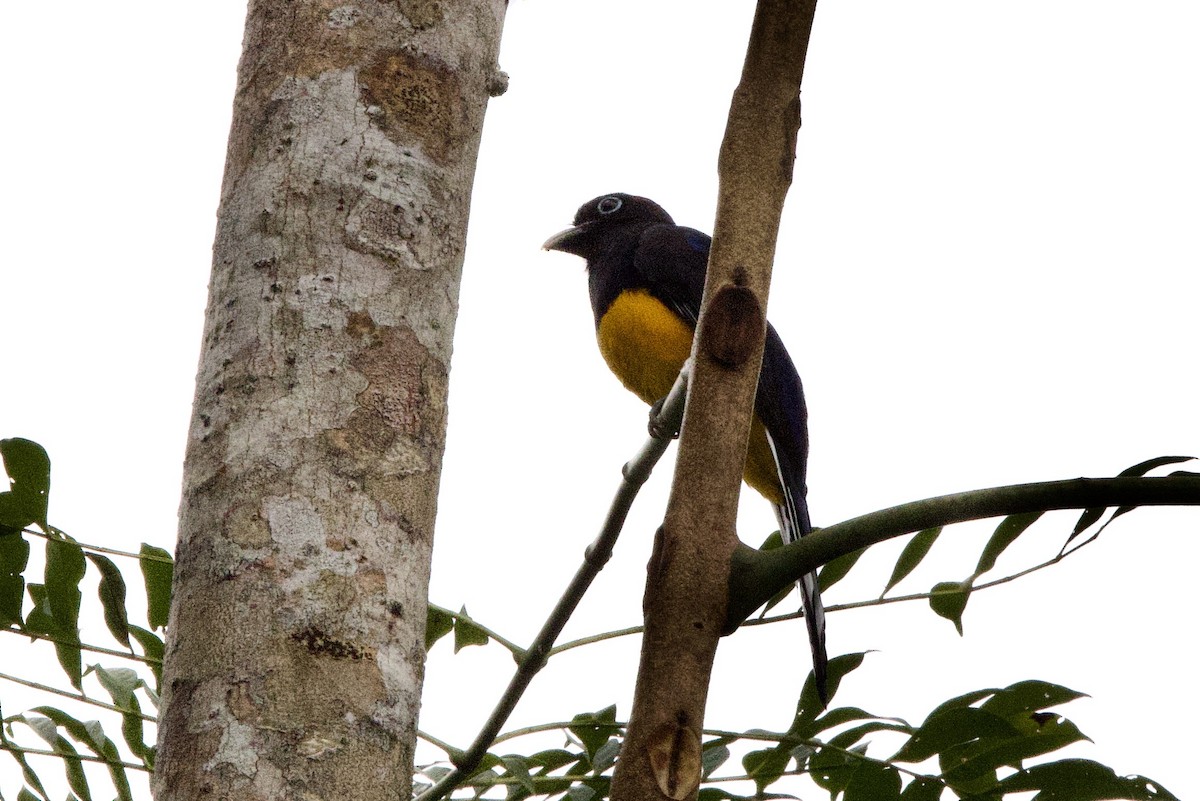 trogon zelenohřbetý - ML612221733