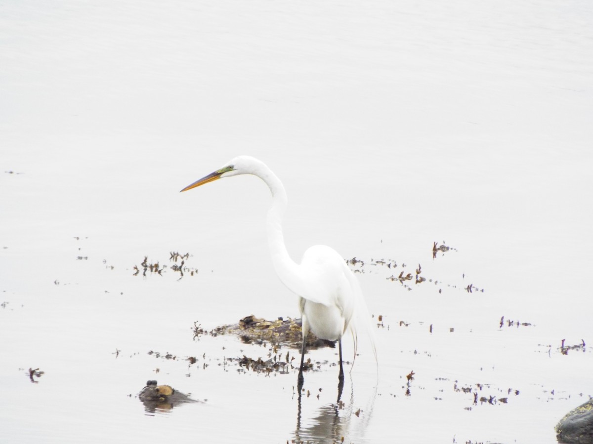 Great Egret - ML61222181