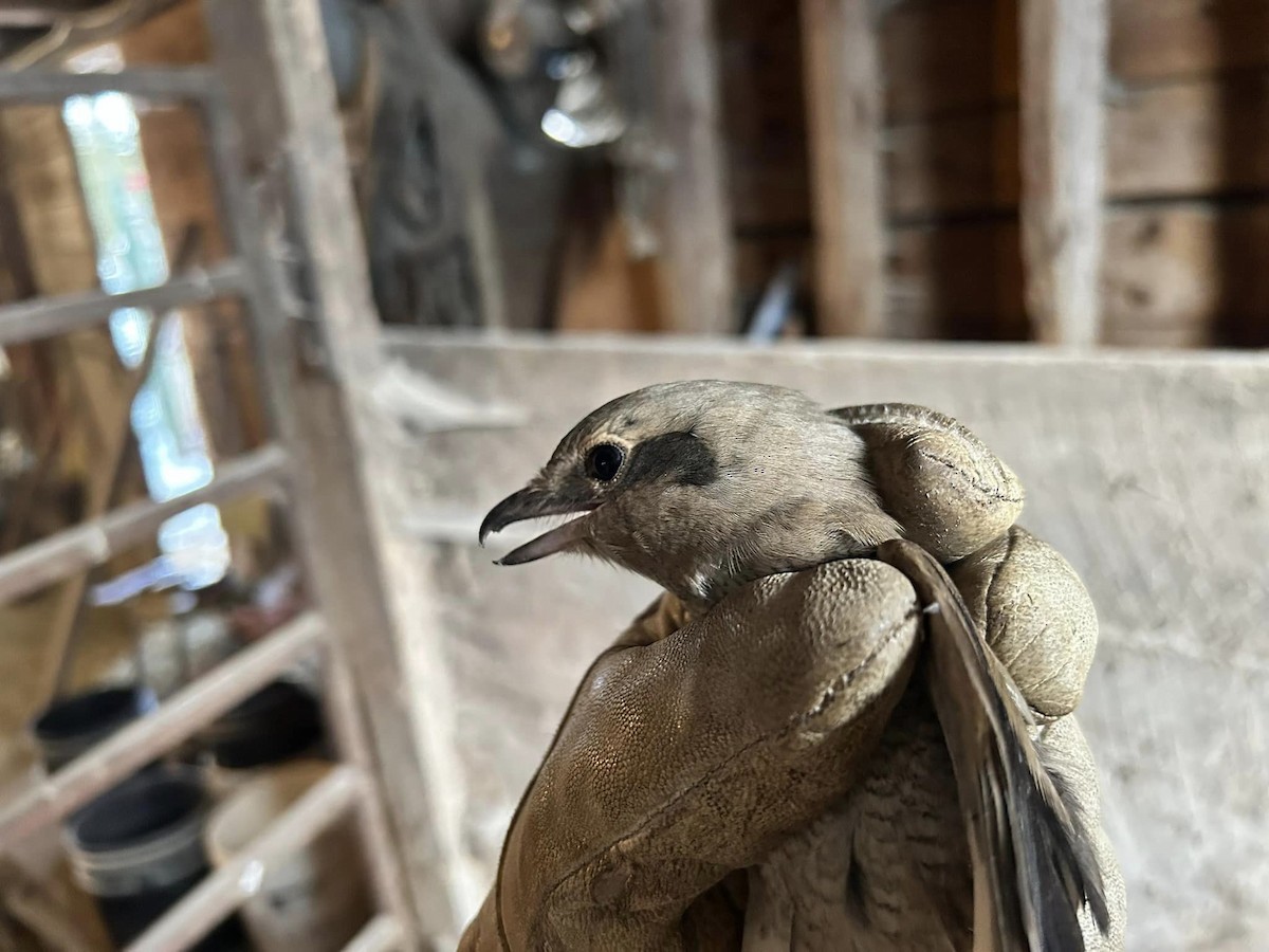 Умардын дунхай - ML612221905