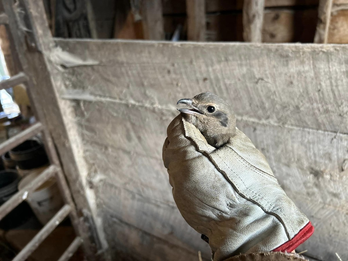 Умардын дунхай - ML612221906