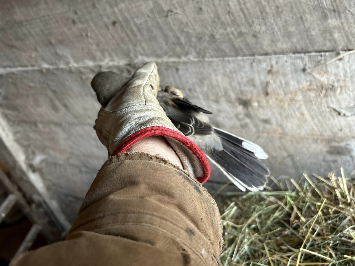 Умардын дунхай - ML612221907