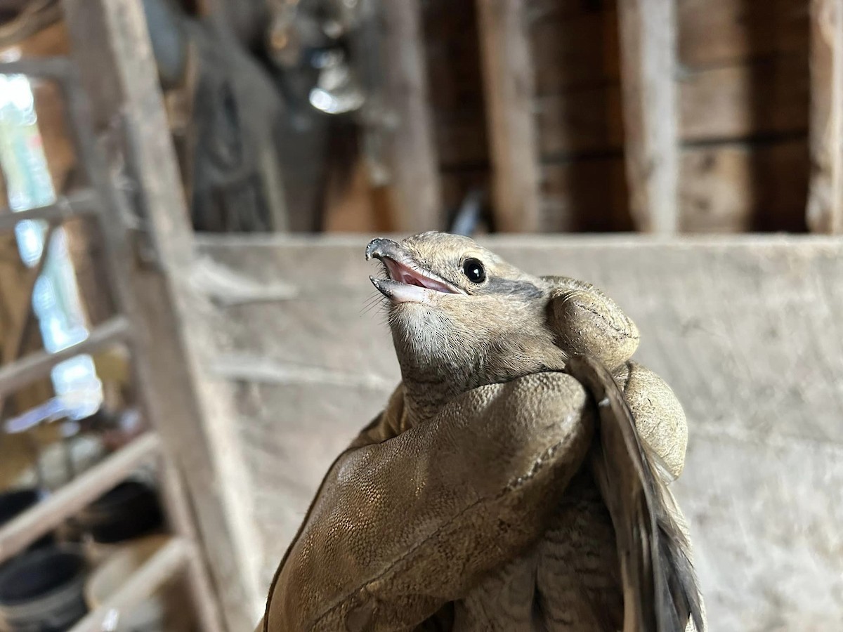 Умардын дунхай - ML612221908