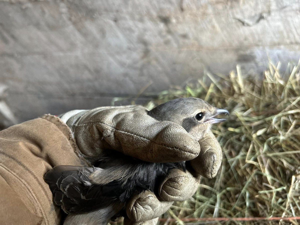 Умардын дунхай - ML612221910