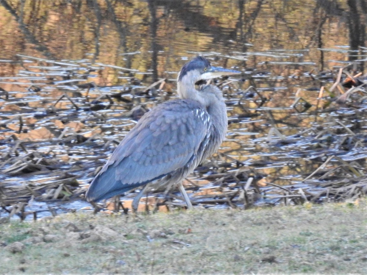 Great Blue Heron - ML612221947