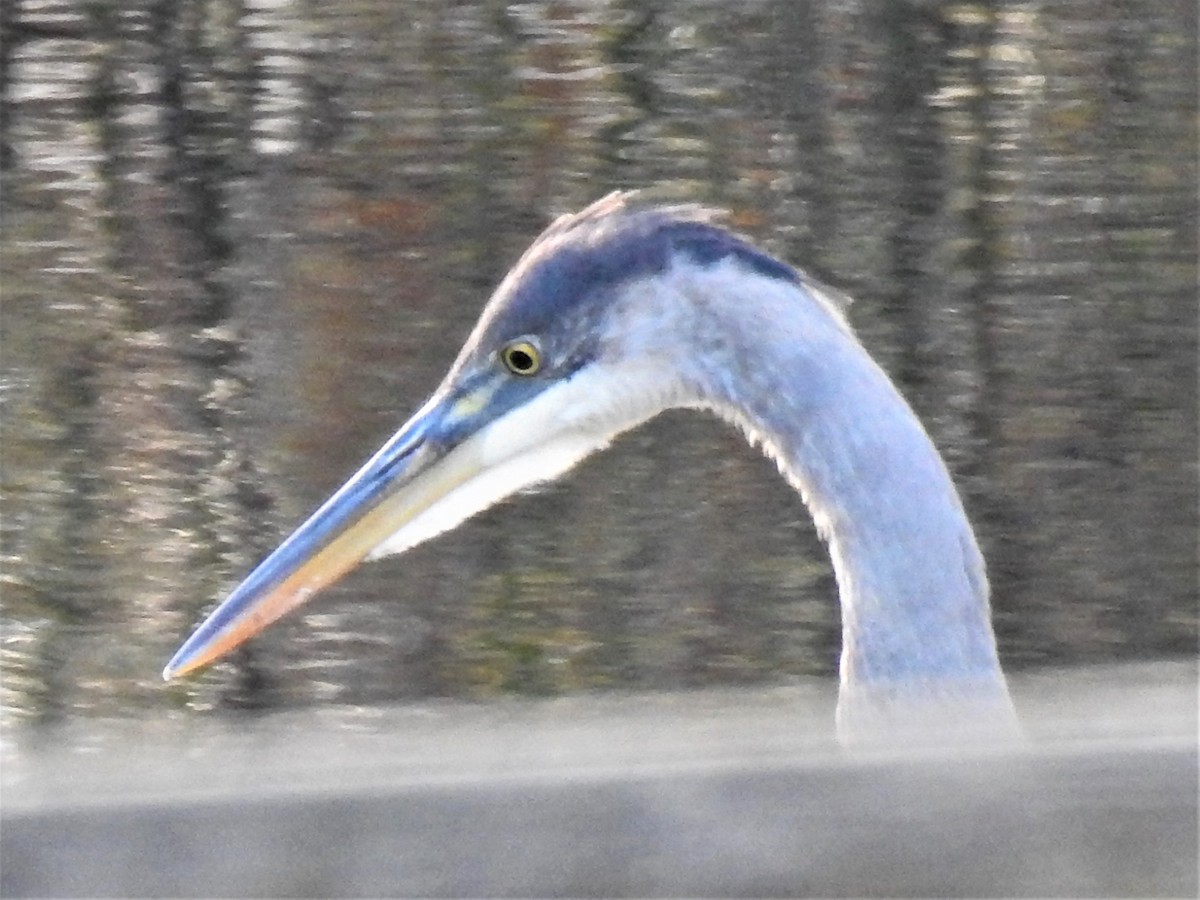 Great Blue Heron - ML612221948