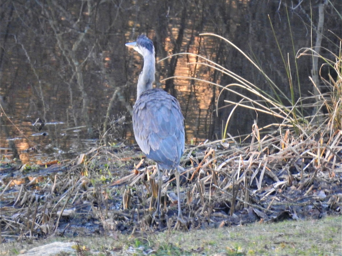 Great Blue Heron - ML612221949