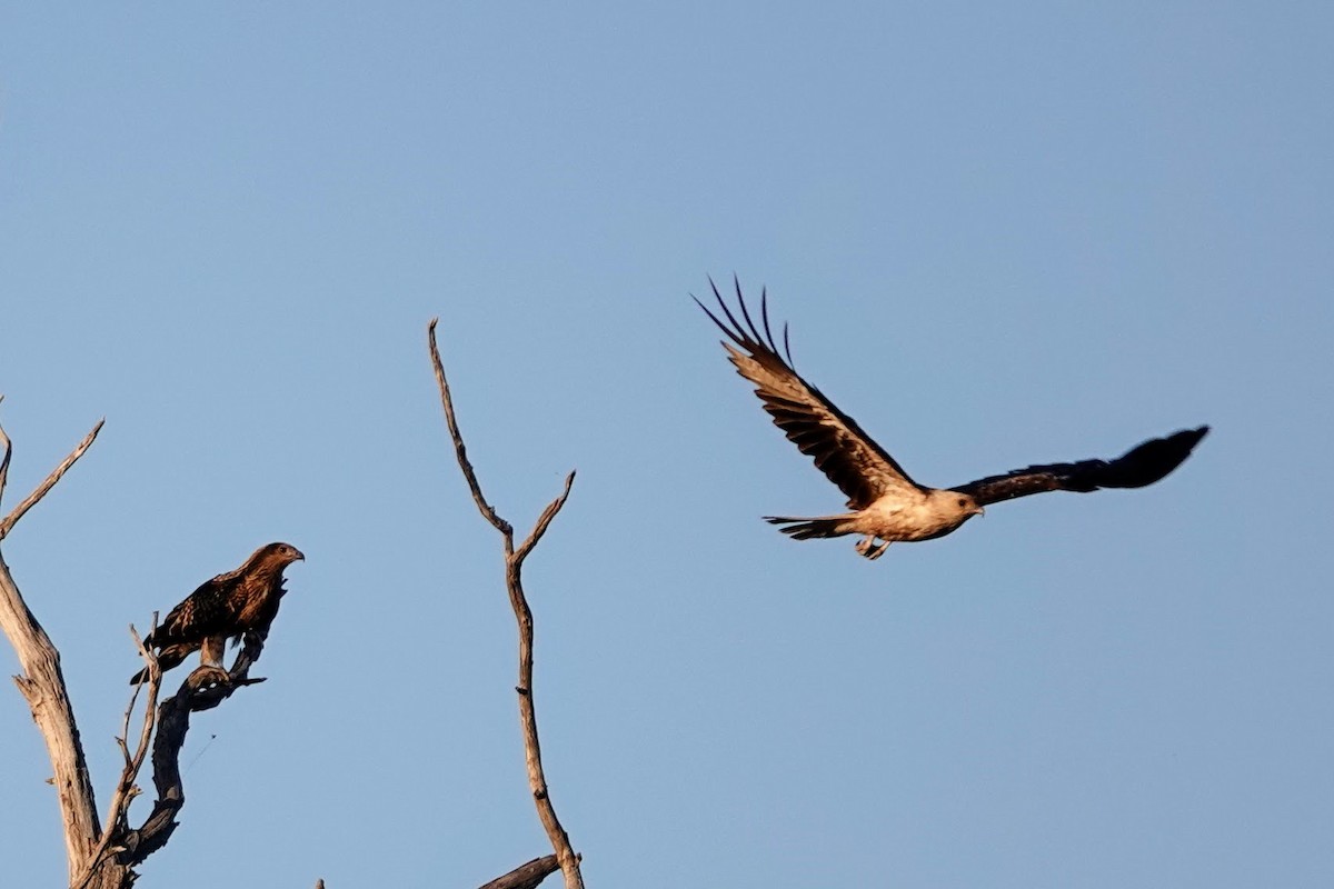 Whistling Kite - Brecht Caers