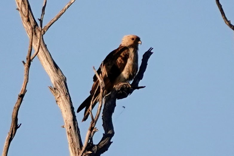 Whistling Kite - Brecht Caers