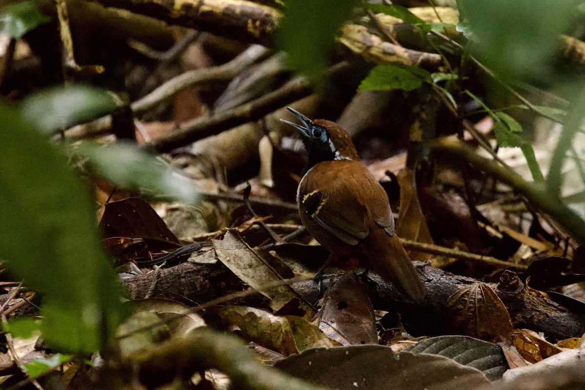 Ferruginous-backed Antbird - ML612221980