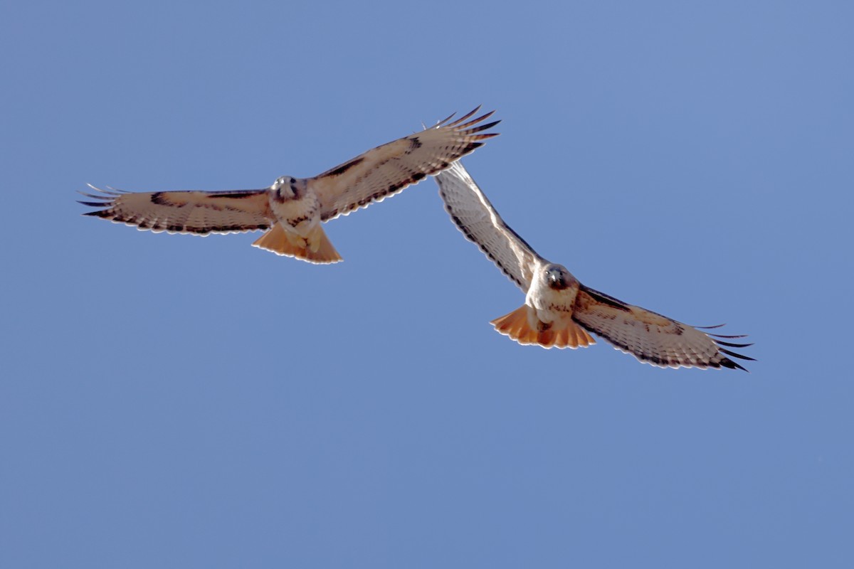 Red-tailed Hawk - ML612222048