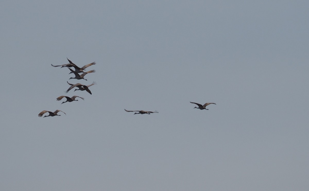 Sandhill Crane - ML612222120