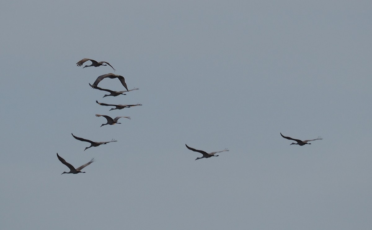 Sandhill Crane - ML612222121