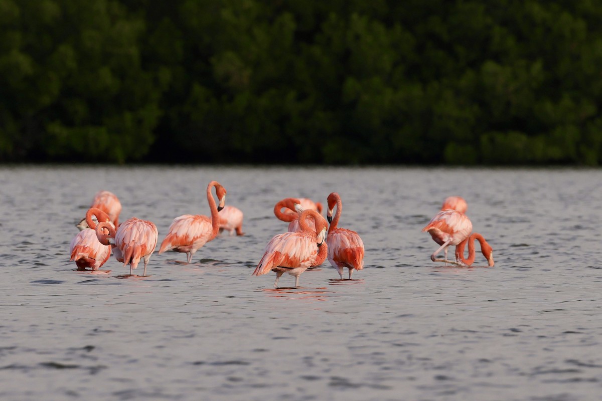Amerika Flamingosu - ML612222152