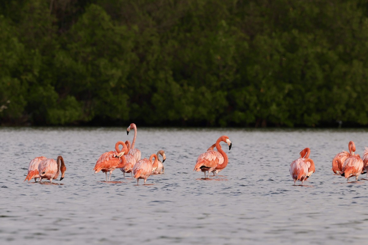Amerika Flamingosu - ML612222153