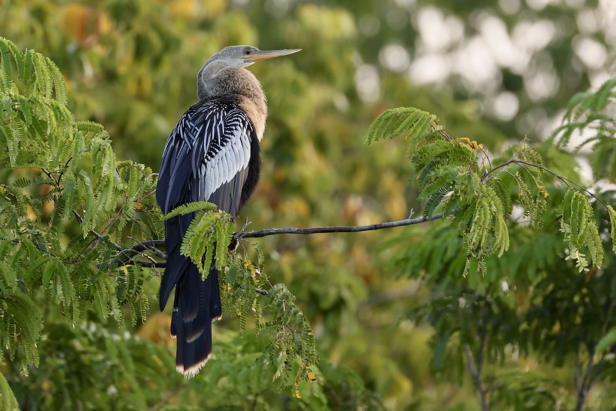 Anhinga d'Amérique - ML612222169