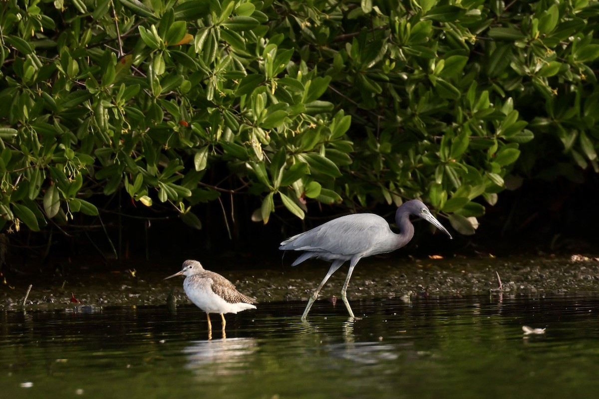 Little Blue Heron - ML612222193