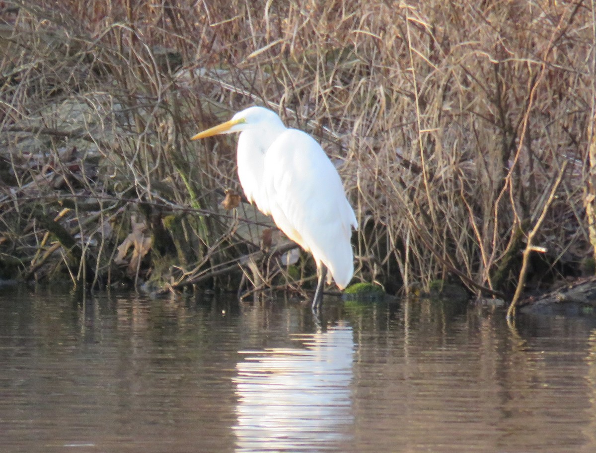 Great Egret - ML612222203