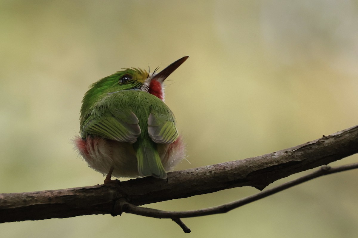 Cuban Tody - ML612222208