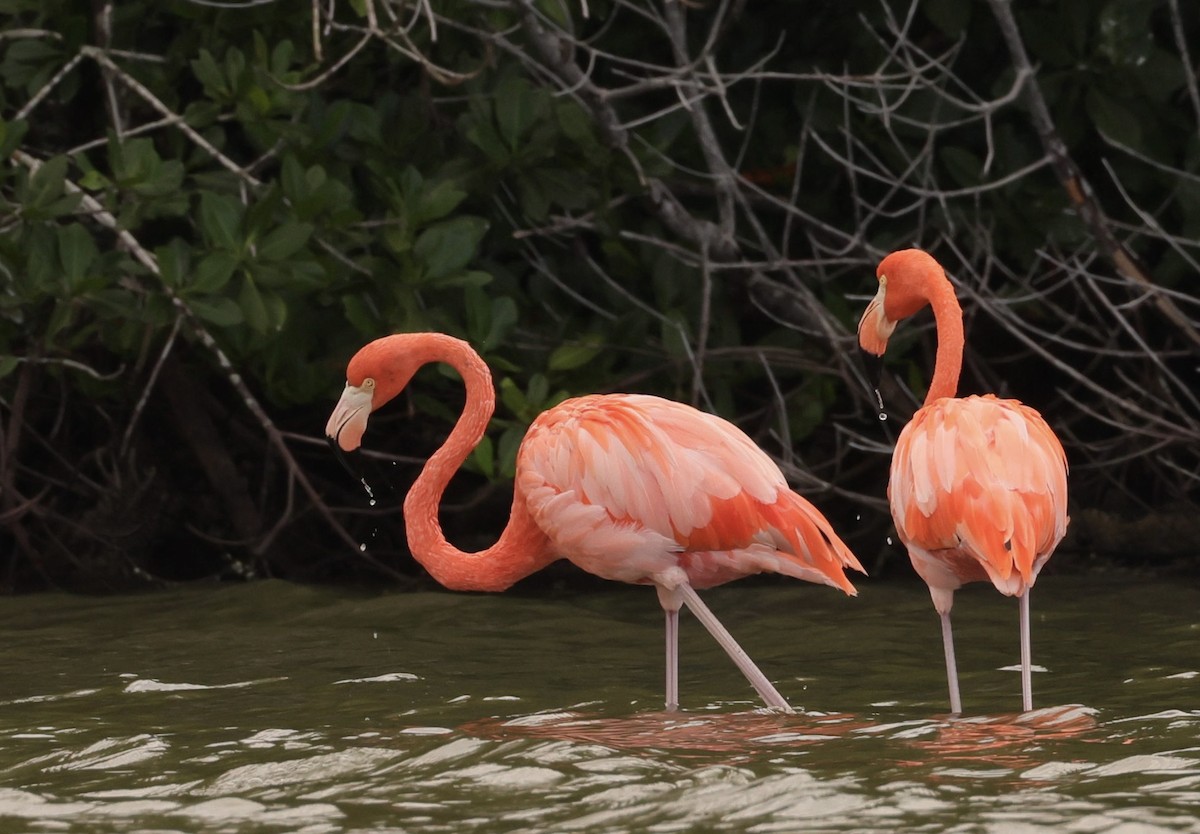 Amerika Flamingosu - ML612222255
