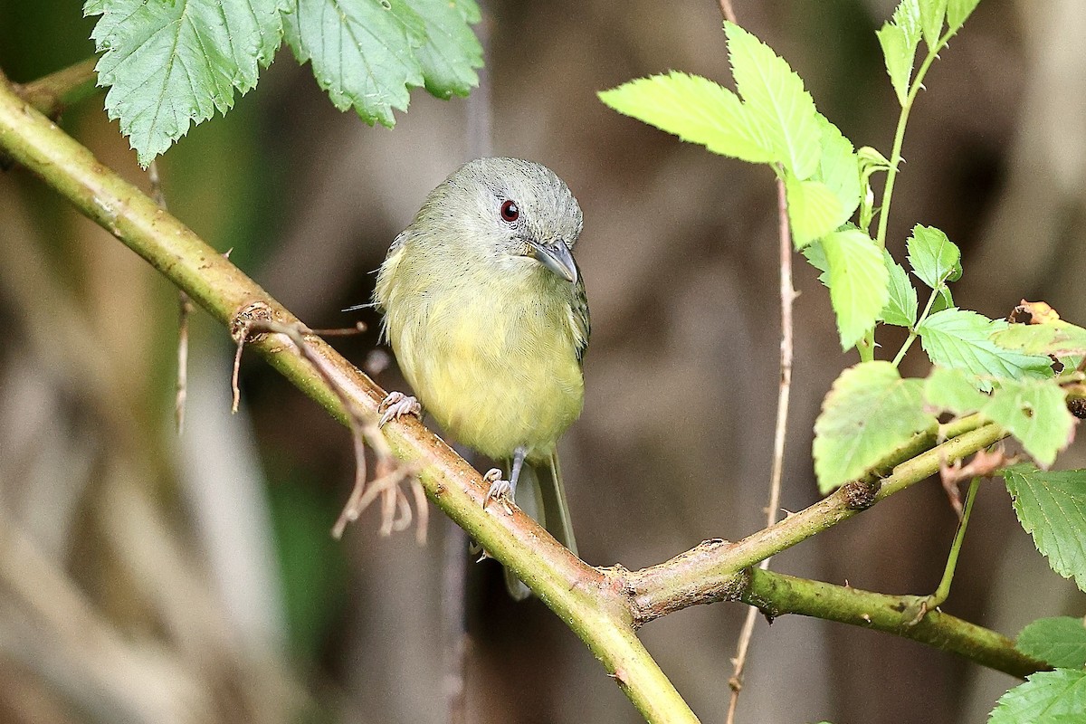 Blue Mountain Vireo - ML612222263