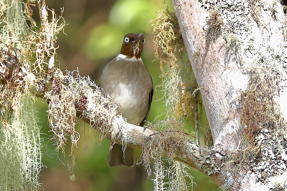 White-eyed Thrush - Sam Zhang