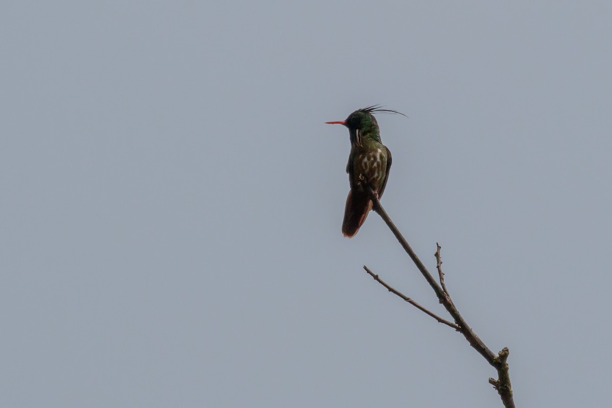 Black-crested Coquette - Martin  Flack