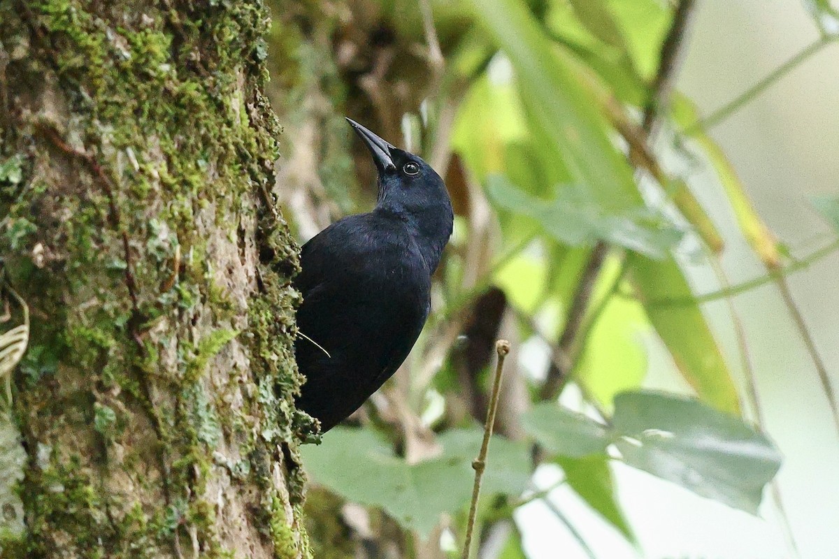 Jamaican Blackbird - ML612222384