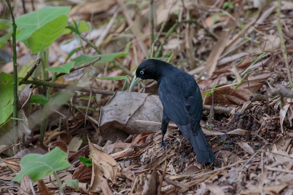 Scarlet-rumped Cacique - ML612222405