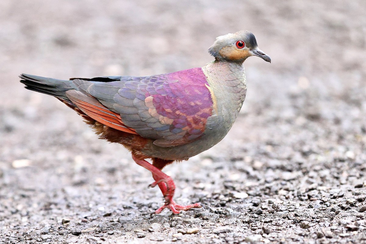 Crested Quail-Dove - ML612222414