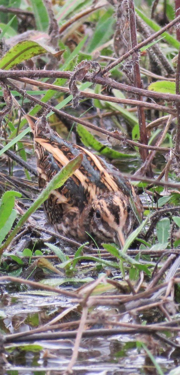 Jack Snipe - ML612222455