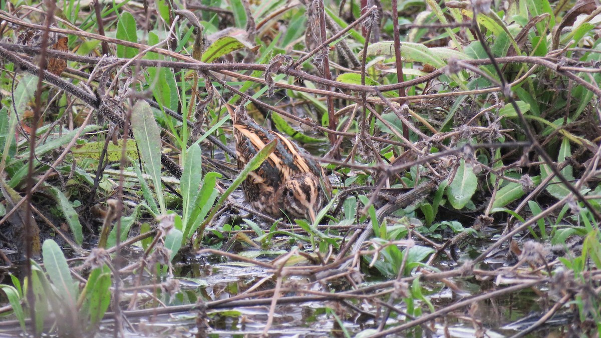 Jack Snipe - ML612222456
