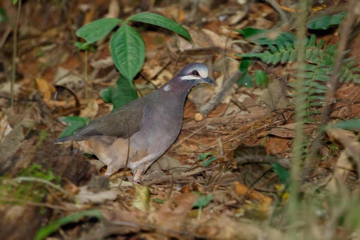 Olive-backed Quail-Dove - ML612222484