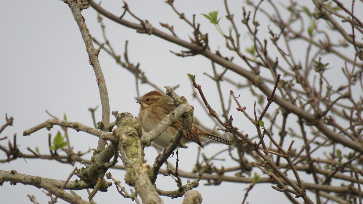 Reed Bunting - ML612222526