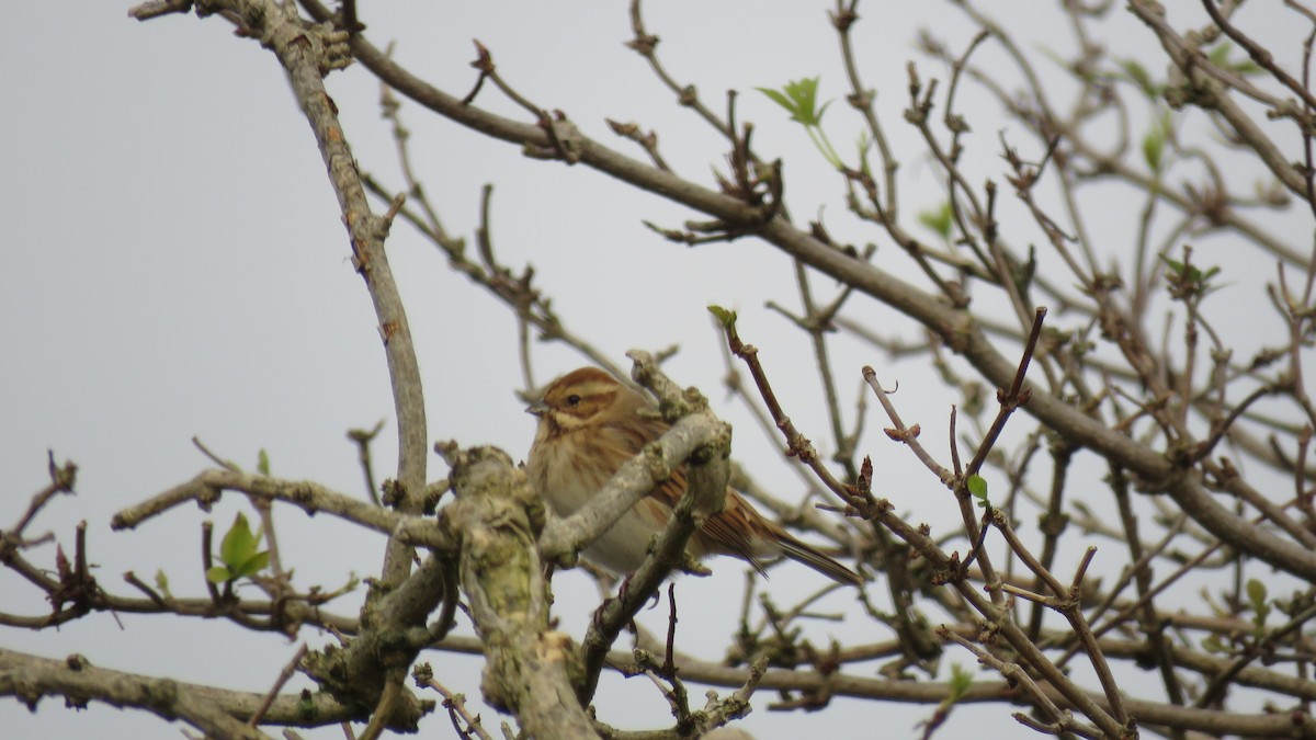 Reed Bunting - ML612222527