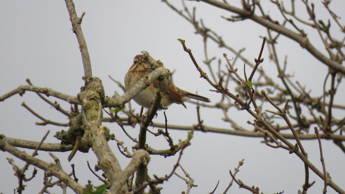 Reed Bunting - ML612222528