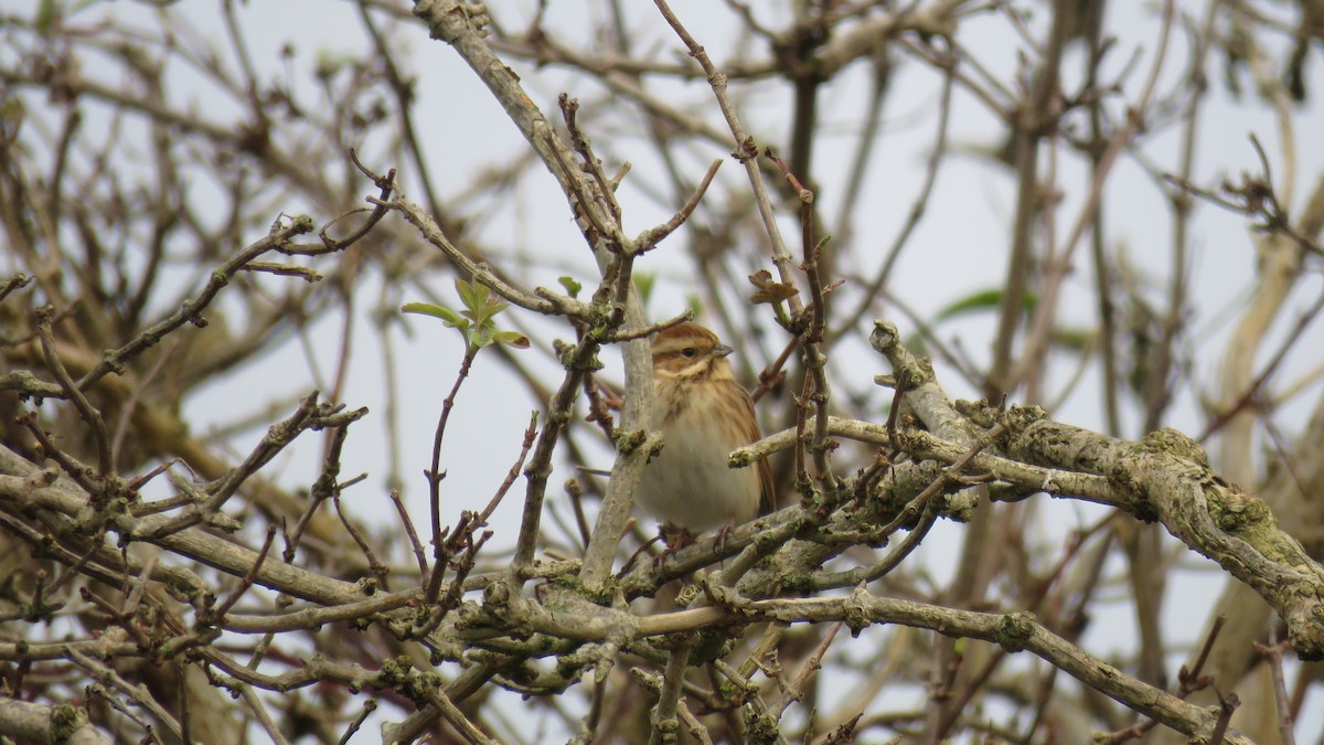 Reed Bunting - ML612222529