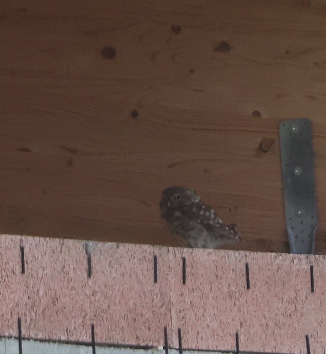 Little Owl - ML612222586