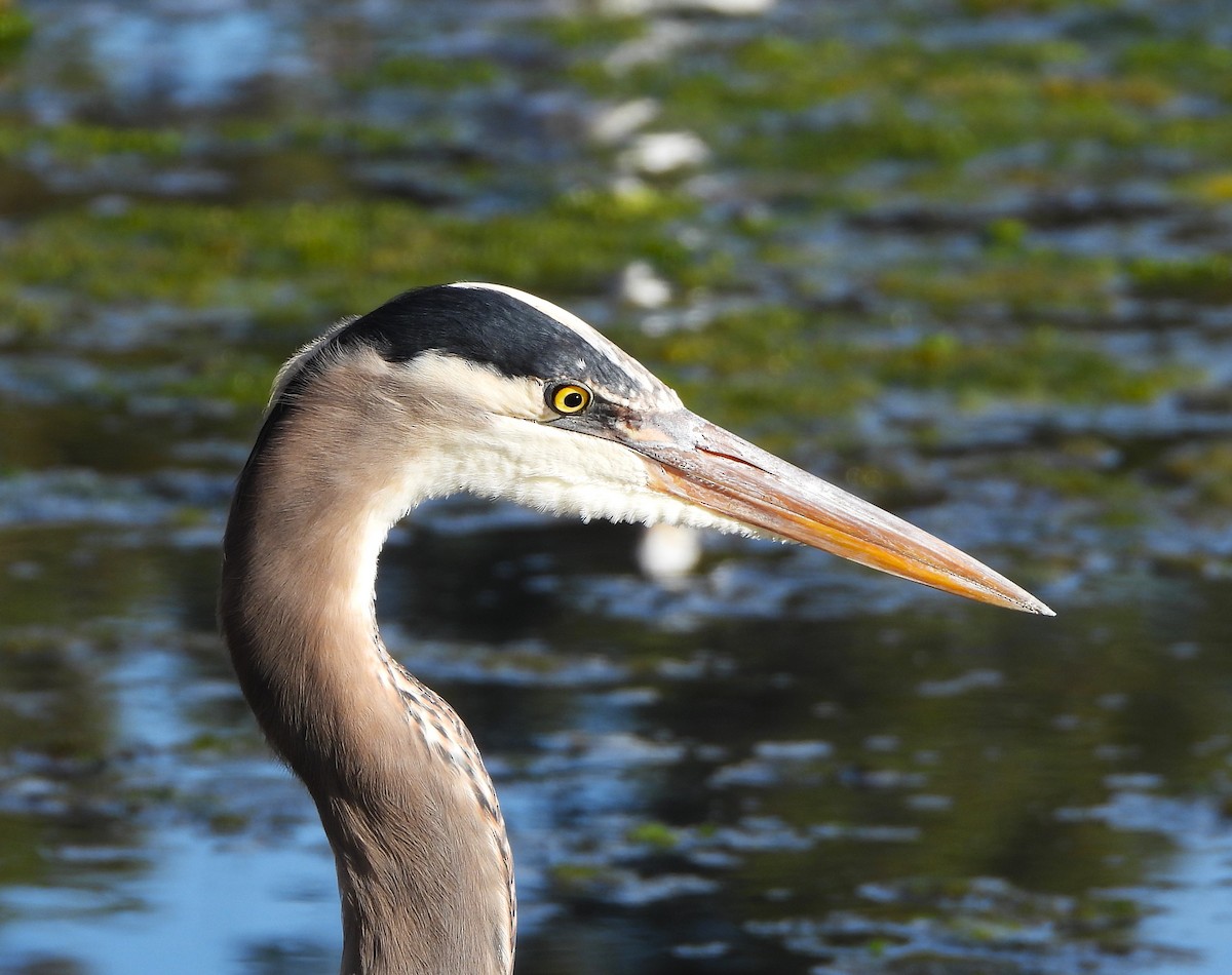 Great Blue Heron - ML612222593