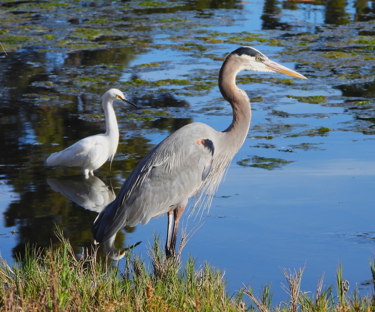 Great Blue Heron - ML612222594