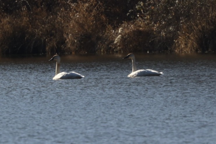 Trumpeter Swan - ML612222676