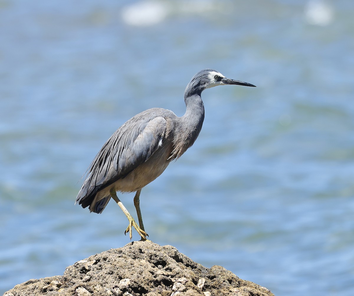 White-faced Heron - ML612222700