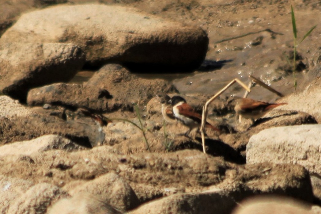 Black-headed Canary (Black-headed) - ML612222726