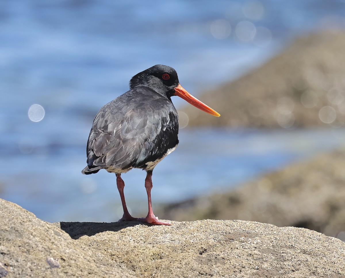 Variable Oystercatcher - ML612222870