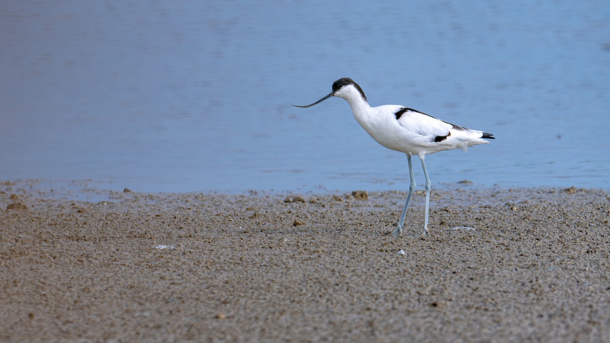 Pied Avocet - ML612222887