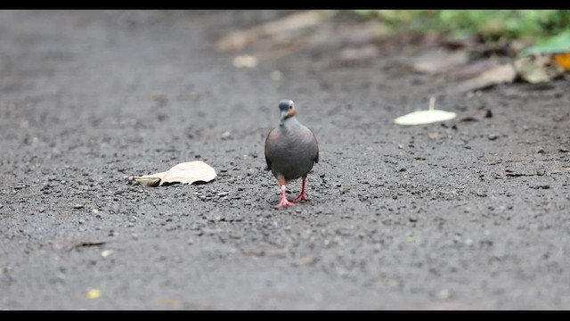 カンムリウズラバト - ML612222920