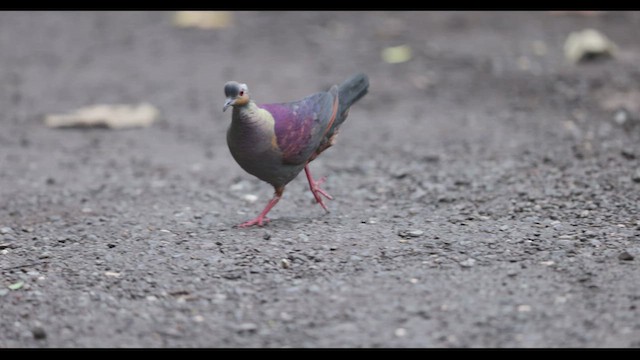 Crested Quail-Dove - ML612222934