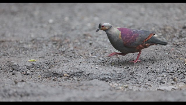 カンムリウズラバト - ML612222976