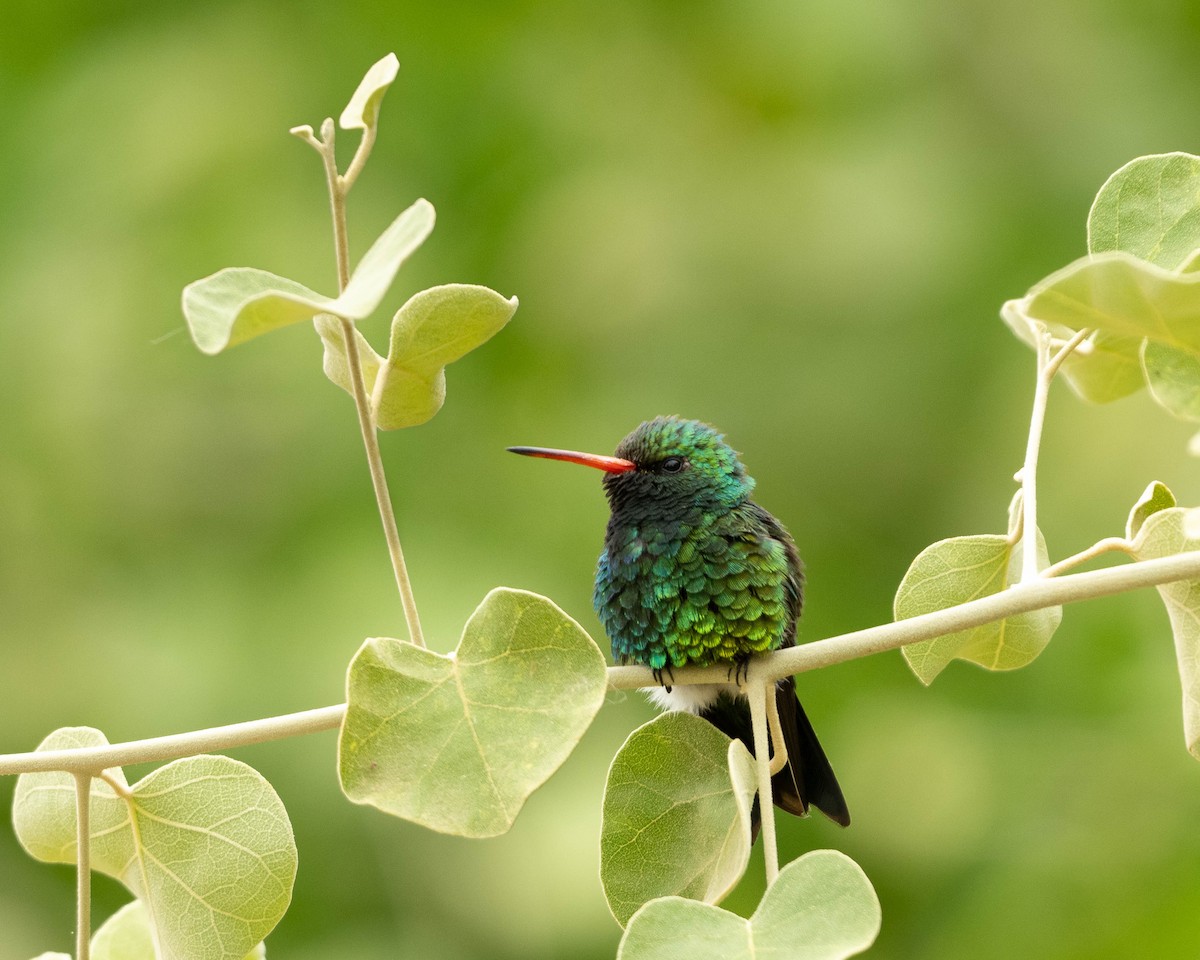 Glittering-bellied Emerald - ML612223024